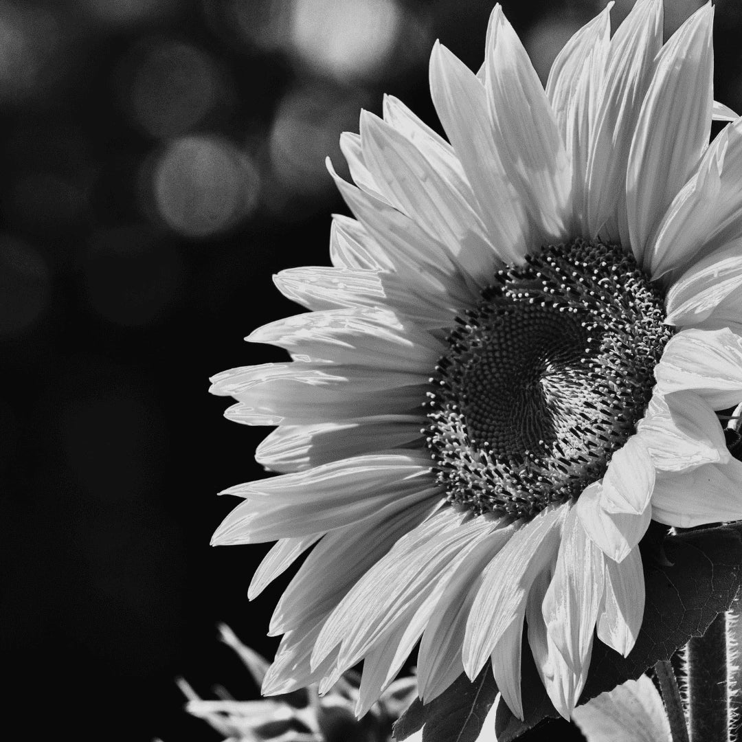 Photo artistique en noir et blanc d’un tournesol, capturant la beauté et l’élégance de la nature.